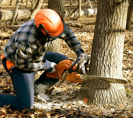 Tree Removal in Recluse, WY